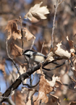 Black Capped Chickadee